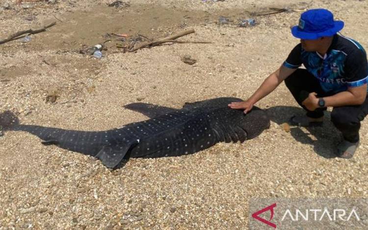 Anak Hiu Paus Dua Meter Ditemukan Mati di Pesisir Pantai Kendari