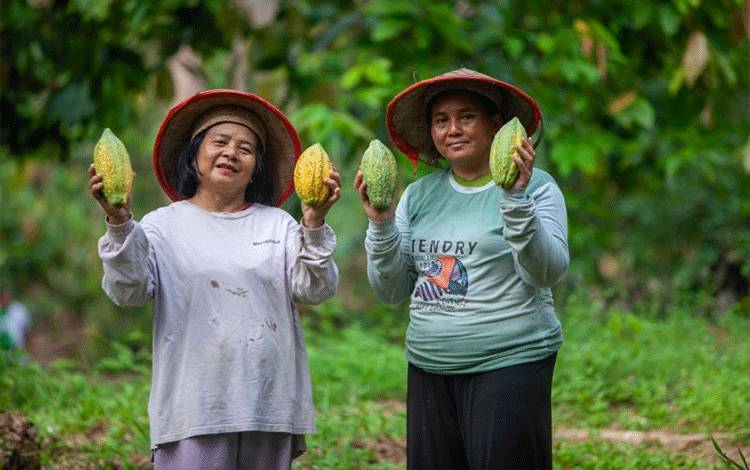 Kakao Menyemai Harapan Baru di Beranda Negeri Lewat Agroforestri