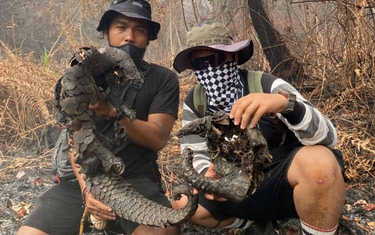Dua Bangkai Trenggiling Ditemukan Hangus Terbakar di Terantang Hilir Kotim