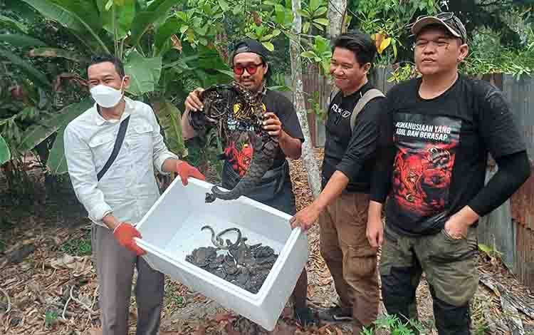 Dua Bangkai Trenggiling Hangus Terbakar Diserahkan ke BKSDA Sampit