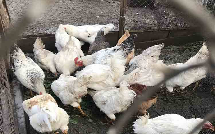 Pemprov Kalteng Perkuat Koordinasi Program Tanaman Pangan, Hortikultura dan Peternakan