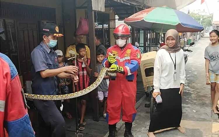 Ayam Berisik, Warga Mendawai Palangka Raya Kaget Temukan Piton di Kandang