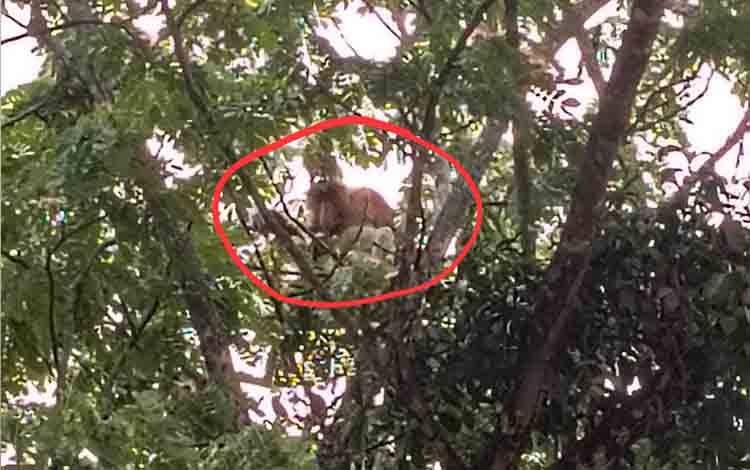 Bekantan Berkeliaran di Area Pelabuhan Bagendang