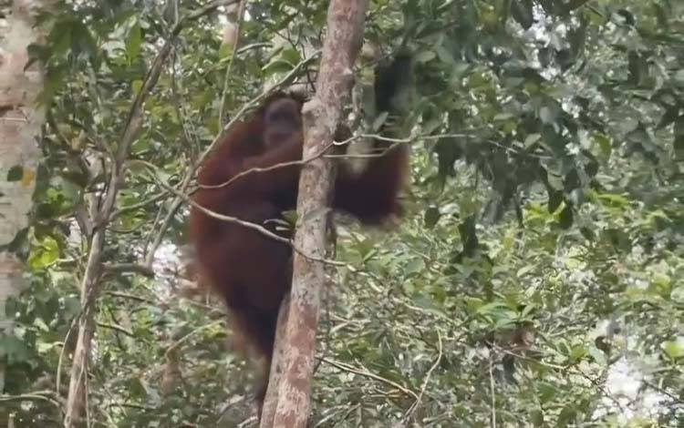 Orangutan 'Sindi' Terkepung Karhutla di Kotim Akhirnya Dilepasliarkan