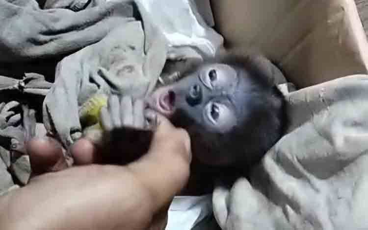 Anak Bekantan Terpisah dari Induk di Lokasi Karhutla Kotim