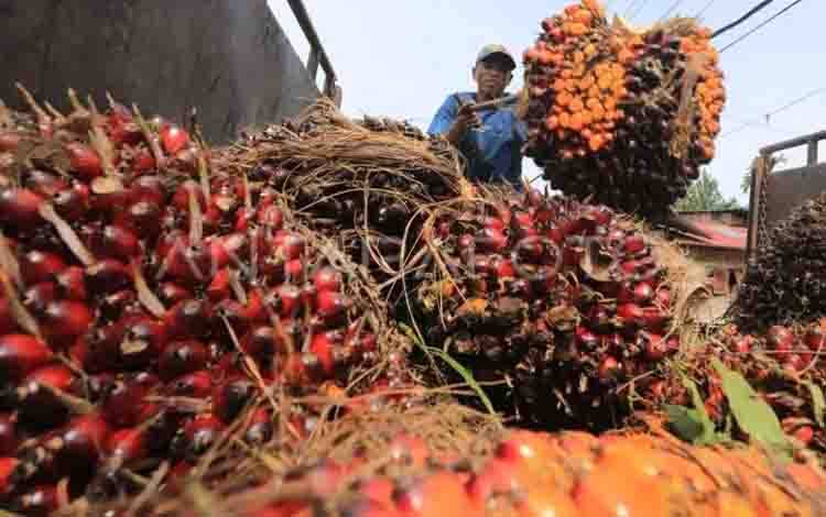 Kemendag: HR CPO Naik pada September 2026