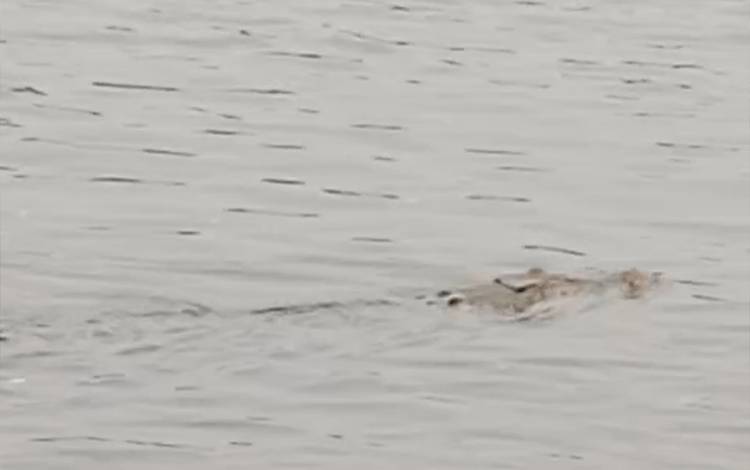 Buaya Panjang Lebih dari 3 Meter Muncul di Tengah Sungai Kapuas Dekat Feri Mawar