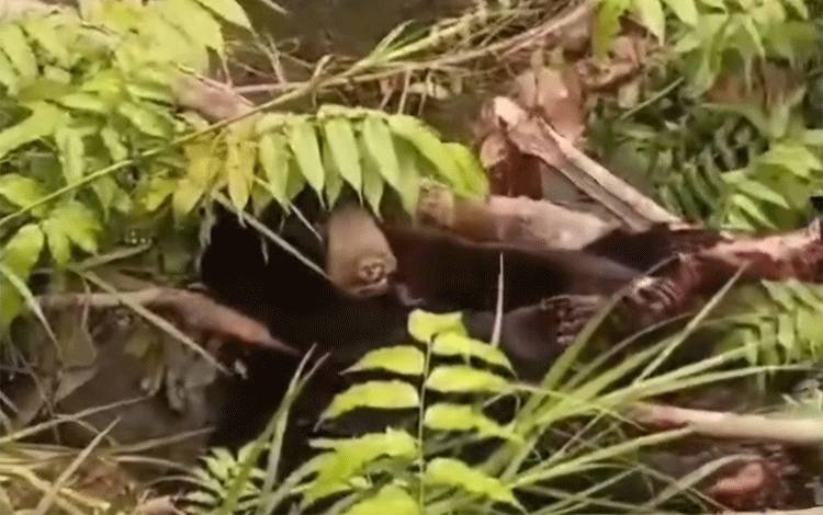Beruang Terluka Parah di Sampit Diduga Kena Jerat, BKSDA Masih Lakukan Pencarian