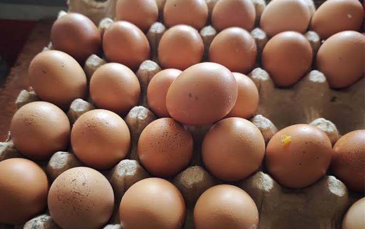 Harga Telur Ayam Ras Kembali Naik di Sampit, Pedagang Sebut Pakan Jadi Pemicu