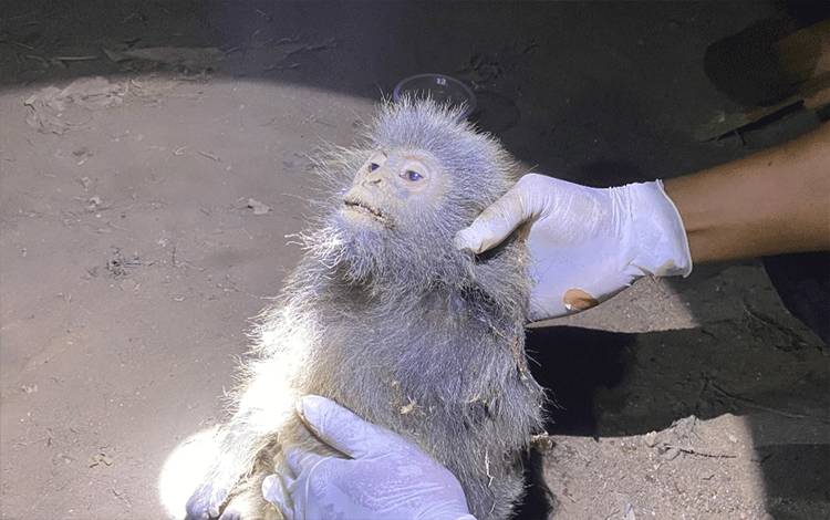 Lutung Abu-Abu Mati Setelah Jatuh dari Bangunan Tinggi dan Digigit Anjing di Kotim