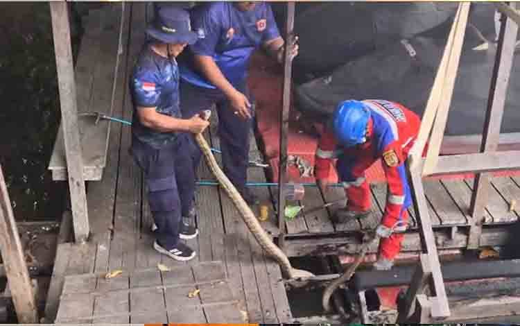Damkar Kobar Evakuasi King Cobra yang Sembunyi di Bawah Jembatan Parkir Jet Ski