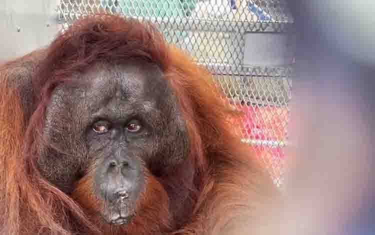 Orangutan Ditemukan di Hutan Sekitar Operasional SSMS, Langsung Dikoordinasikan ke BKSDA