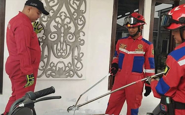 Tim Disdamkarmat Palangka Raya saat mengevakuasi ular Lidi (Foto : IST*?