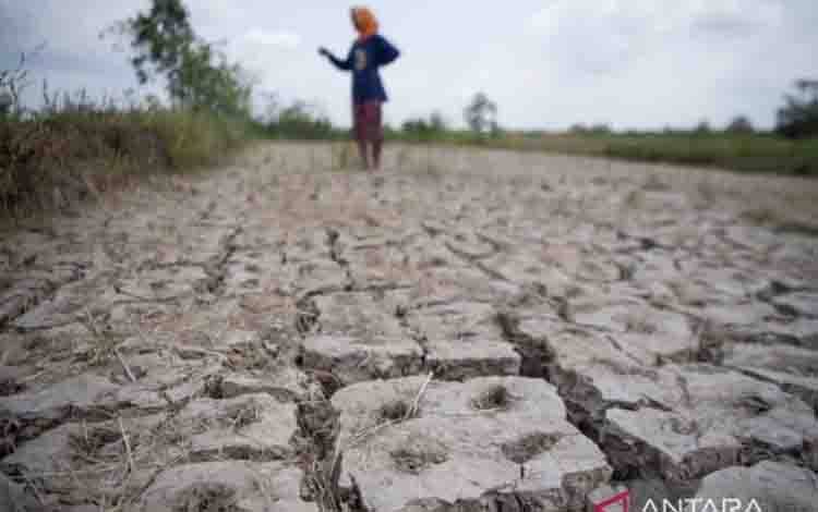 WMO: El Nino Berpotensi Rekor di Tengah Peningkatan Suhu Global
