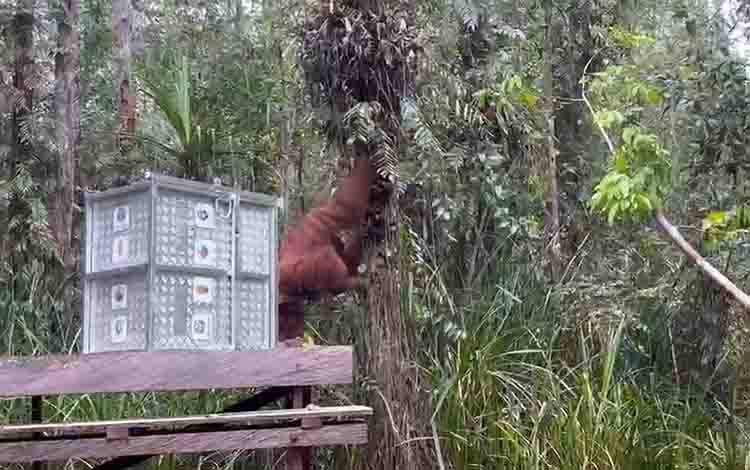BKSDA dan OFI Tangani Orangutan Fajar hingga Dilepasliarkan