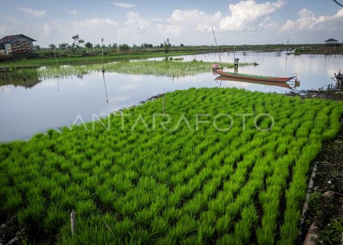 13 Ribu Hektare Rawa Lebak HSS Ditarget Dongkrak Produksi hingga 10 Ton per Hektare