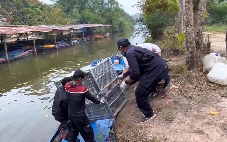 BKSDA dan OFI Tangani Orangutan Fajar hingga Dilepasliarkan di Sungai Lamandau