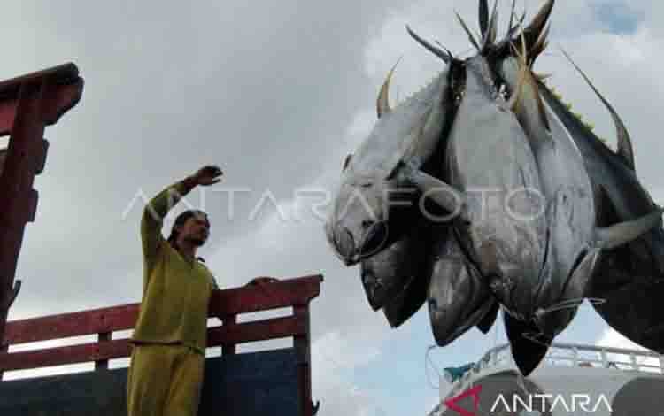 RI Dapat Tambahan Kuota Tangkapan Tuna Sirip Biru Jadi 1.670 Ton