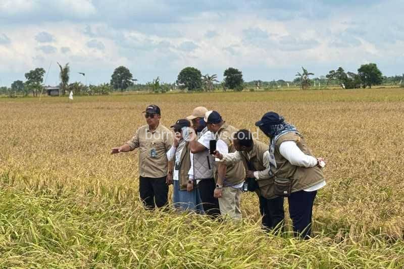 Kalteng Ikut Topang Pengadaan Beras Nasional 4,1 Juta Ton