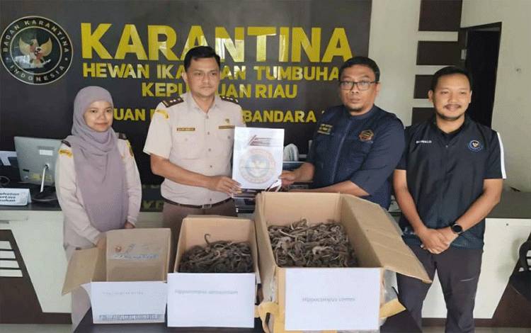 Balai Karantina Hewan, Ikan, dan Tumbuhan Kepri menyerahkan 1.728 ekor kuda laut kering tanpa dokumen karantina kepada pihak terkait di Satpel Bandara Raja Haji Fisabilillah (RHF) Tanjungpinang, Senin (12/10/2026). ANTARA/Ogen