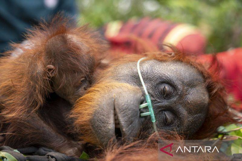 290 Satwa Liar Ditangani Akibat Karhutla, 96 di Antaranya Orangutan