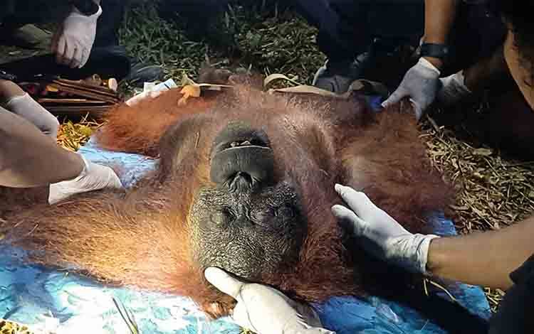 4 Orangutan Berhasil Diselamatkan dari Ancaman Karhutla di Kotim