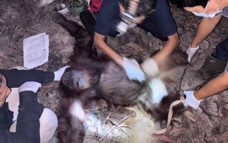 Zahra, Orangutan Betina Berhasil Dievakuasi dari Mendawai Seberang