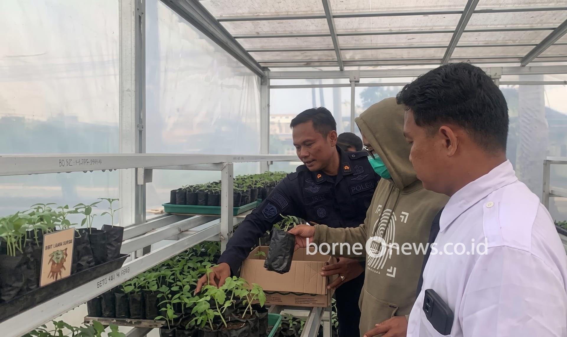 Hasil Kebun Warga Binaan Rutan Kapuas Diburu Keluarga dan Warga Sekitar