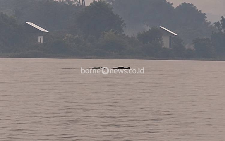 Desa Terantang Jadi Lokasi Rawan Kemunculan Buaya