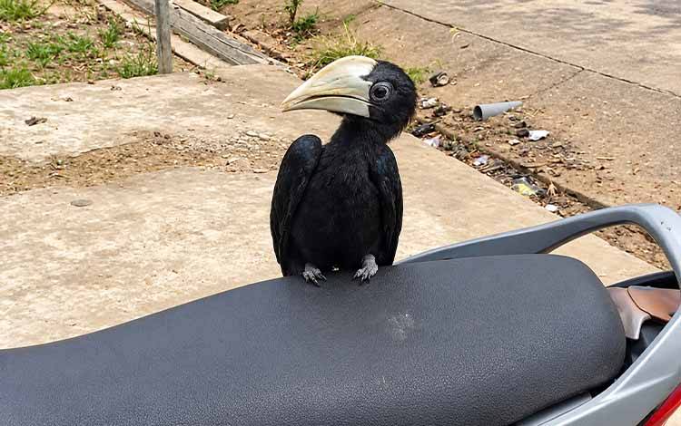 Burung Langka Hinggap di Motor Warga Mentaya Hulu Kotim Saat Kabut Asap, Ini Penjelasan BKSDA