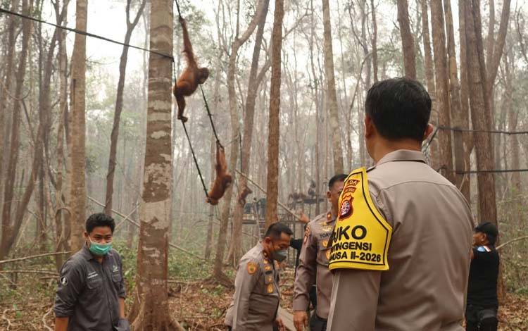 Karhutla Ancam Habitat Orangutan di Kalteng, Patroli dan Evakuasi Satwa Diperkuat