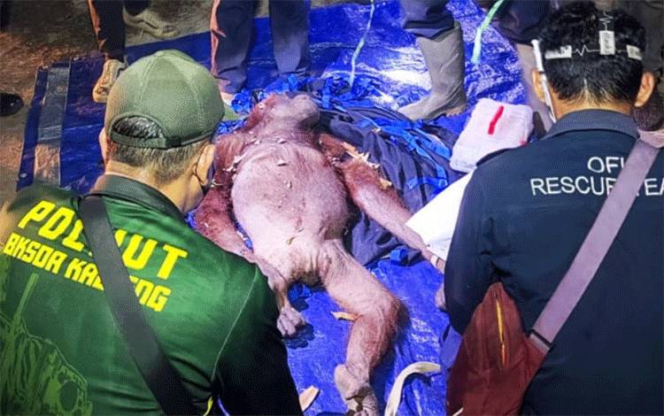 Induk Orangutan Terluka Tetap Jaga Anaknya di Tengah Kepungan Karhutla Desa Kandan Kotim