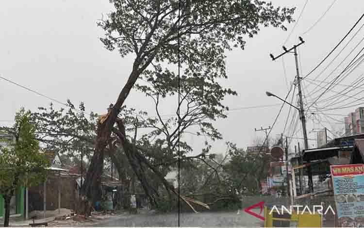 Hujan Perdana Banjarbaru Diwarnai Pohon Tumbang Akibat Angin Kencang