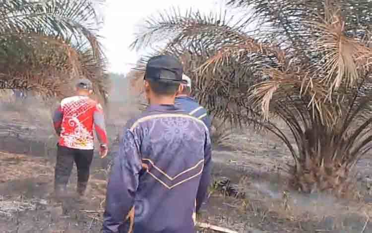 Kebun Siap Panen Ludes Terbakar di Pulau Hanaut