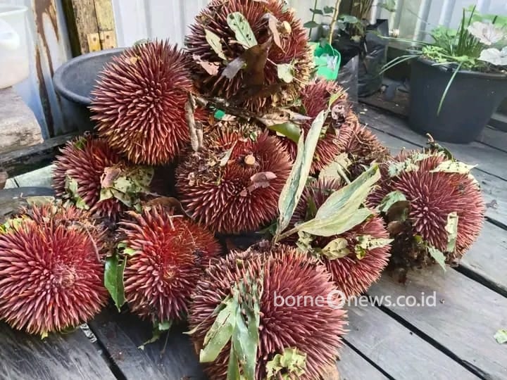 Buah Lahung, Buah Asli Kalimantan yang Tidak Banyak Orang Mencicipinya