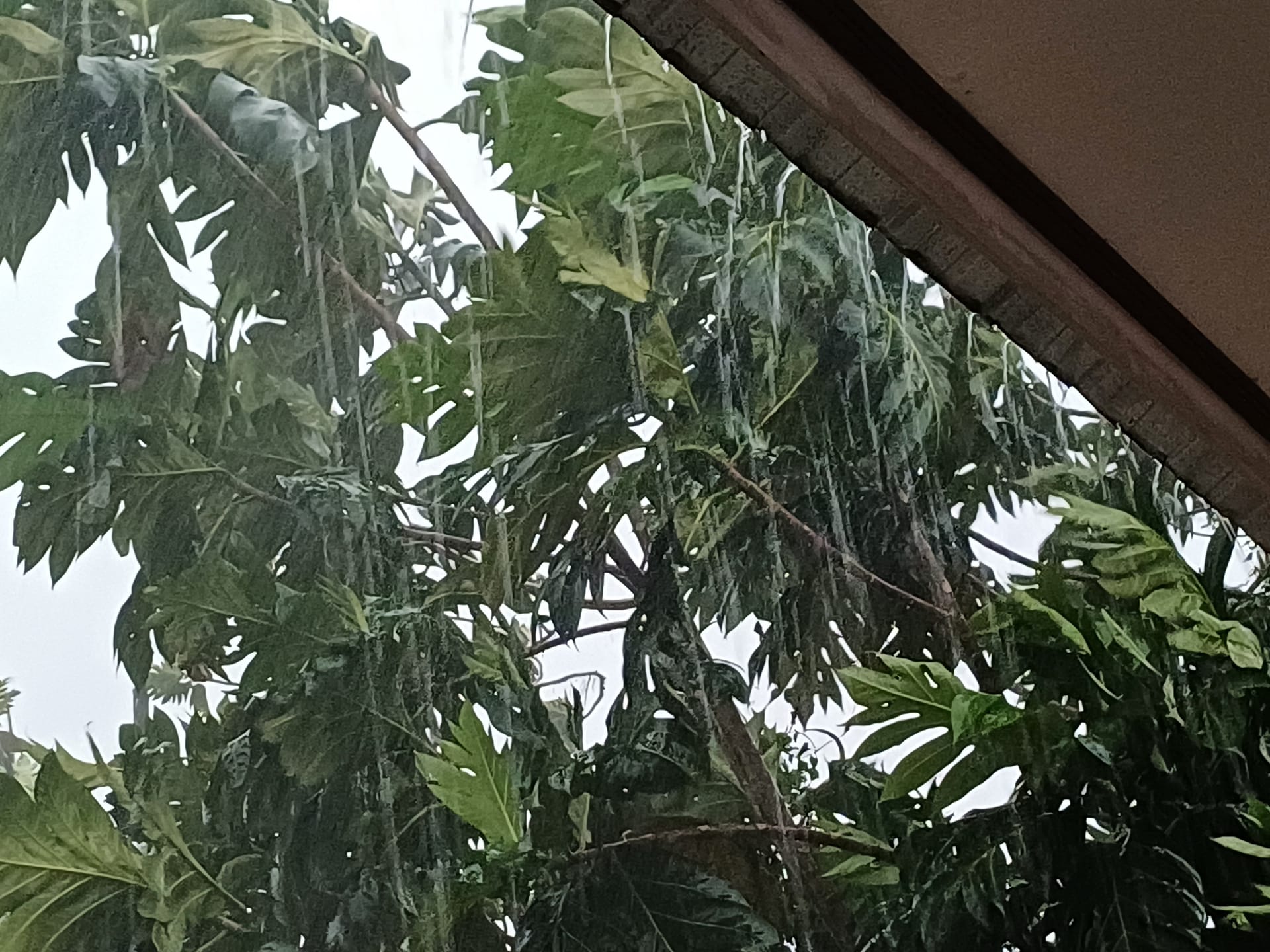 Hujan Diperkirakan Merata di Seluruh Kecamatan Kotim