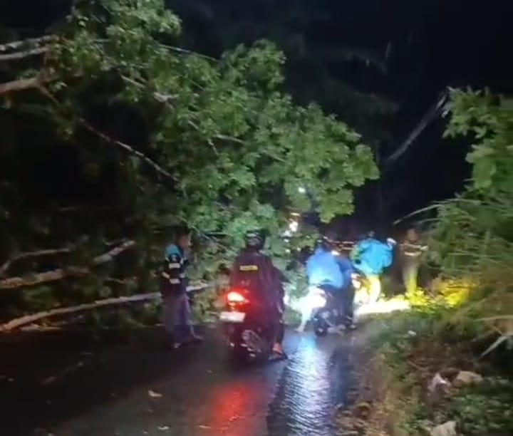 Pohon Tumbang Tutup Jalan Lintas Provinsi di Telang HST