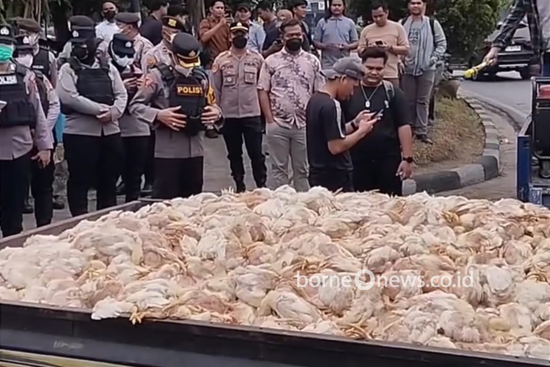 Protes Pemadaman Listrik Bergilir, Peternak Lempar 2.000 Bangkai Ayam ke Kantor PLN Palangka Raya