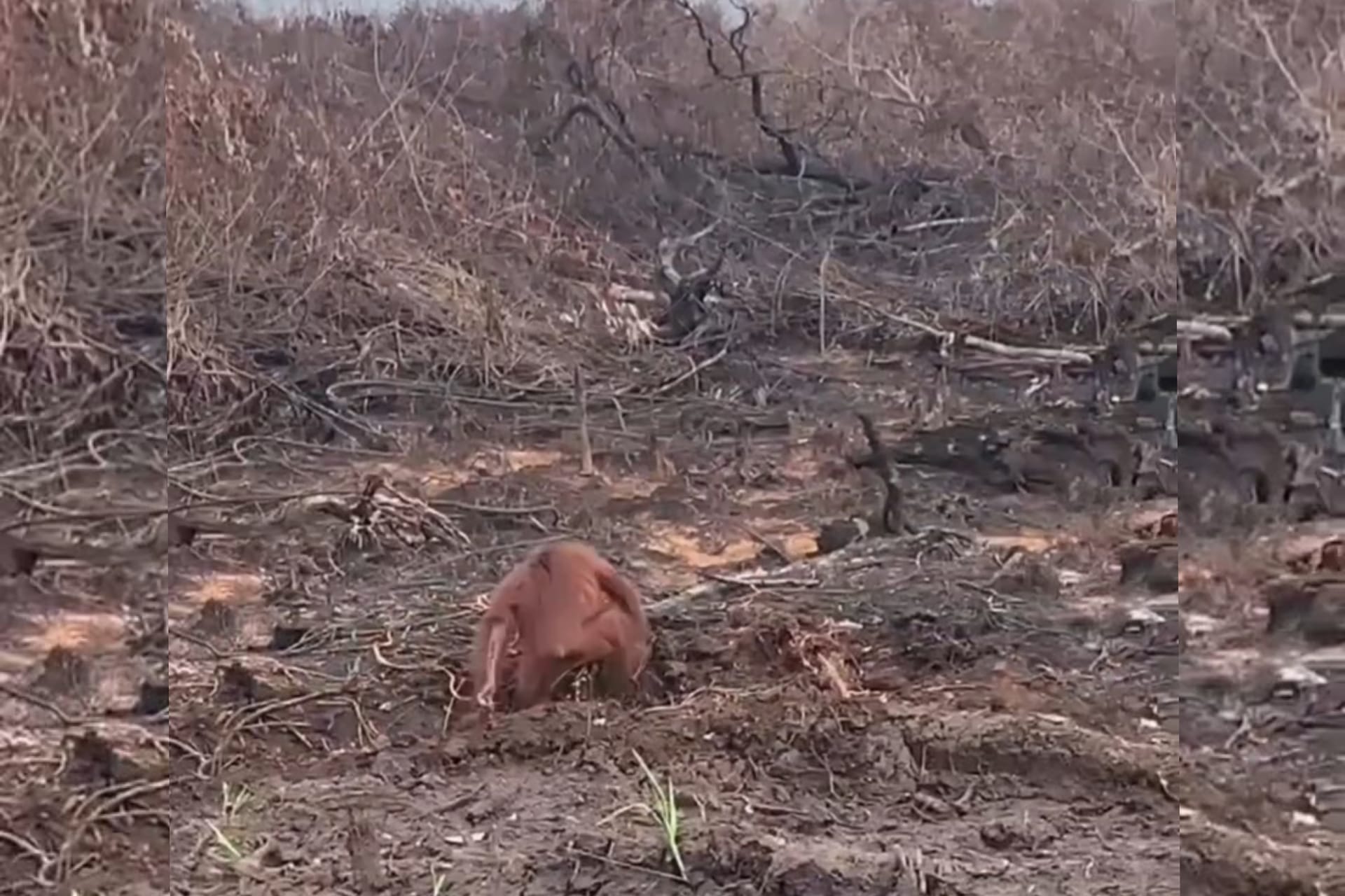 Orangutan Terekam Berjalan di Area Bekas Karhutla Kotim