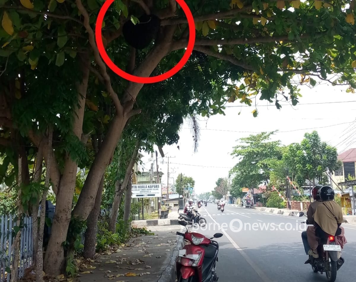 Sarang Tawon Besar di Jalan Tambun Bungai Kuala Kapuas Buat Warga Was-was