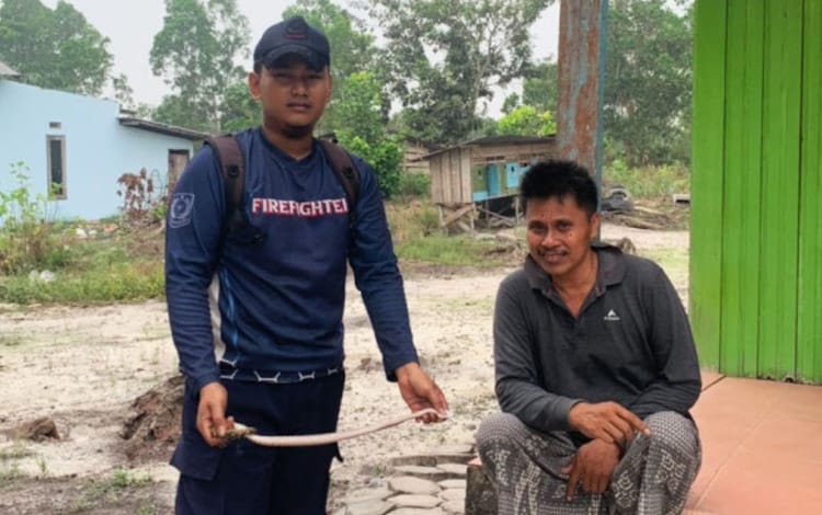Di Tengah Pemadaman Karhutla, Damkar Kobar Tetap Layani Evakuasi Ular di Rumah Warga